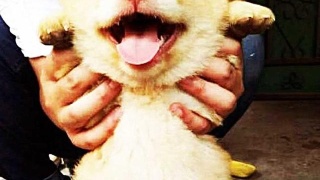 hth华体登录入口:TOTO上海罢工启示:劳动力廉价时代已终结(图2) hth华体会