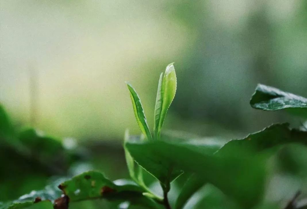 “hth华体会”富士康+汉帛:一台缝纫机上的工业互联网?(图2) hth华体登录入口